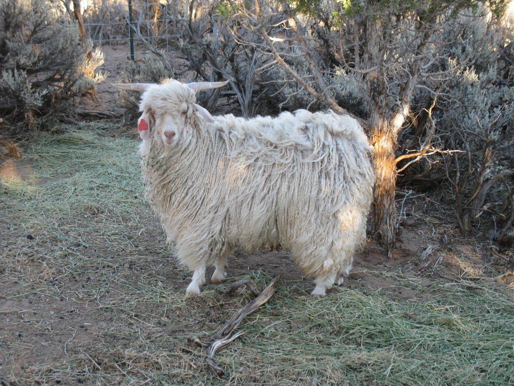 Angora Goat Buck Photos Ovie Ranch