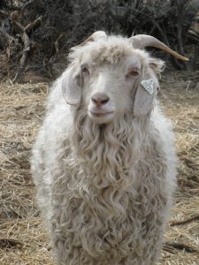 Angora Goat Doe Photos – Ovie Ranch